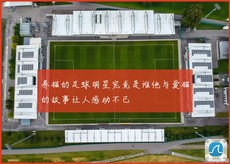 养猫的足球明星究竟是谁他与爱猫的故事让人感动不已